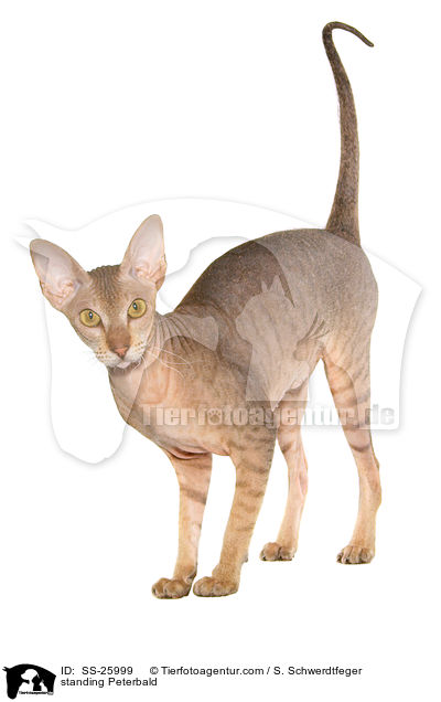 standing Peterbald / SS-25999