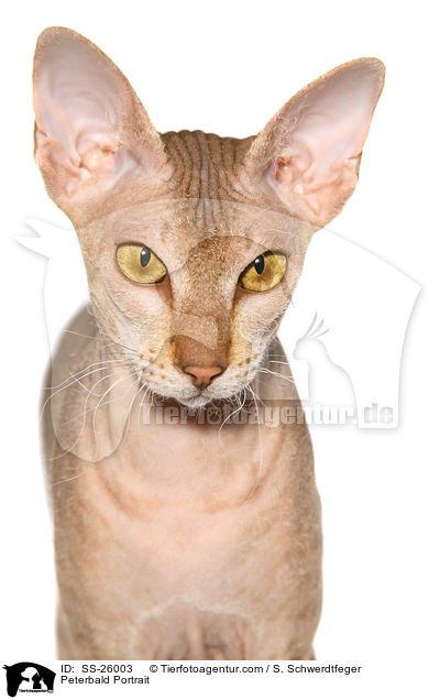 Peterbald Portrait / SS-26003