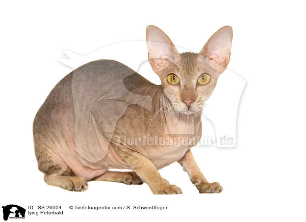 lying Peterbald / SS-26004