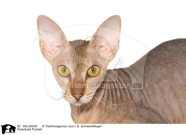 Peterbald Portrait / SS-26005