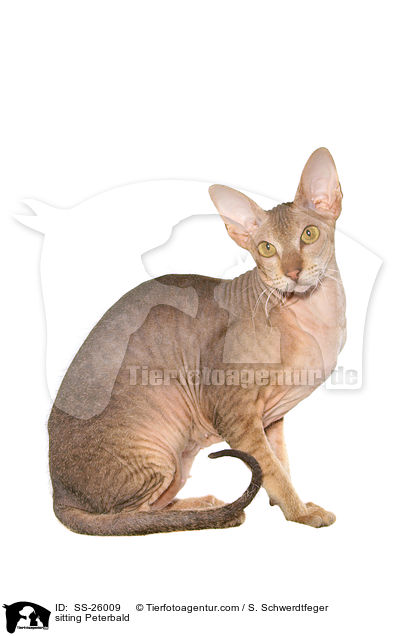 sitting Peterbald / SS-26009