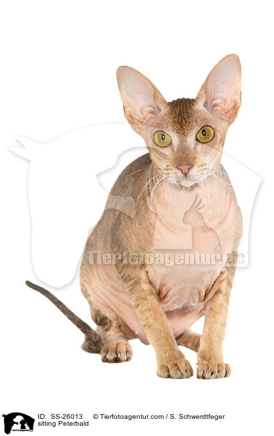 sitzende Peterbald / sitting Peterbald / SS-26013