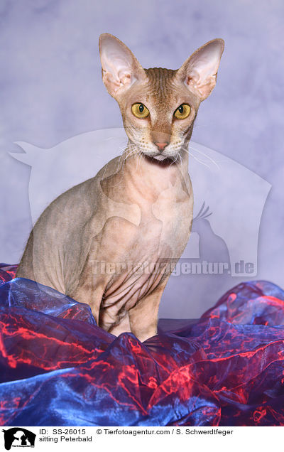 sitzende Peterbald / sitting Peterbald / SS-26015