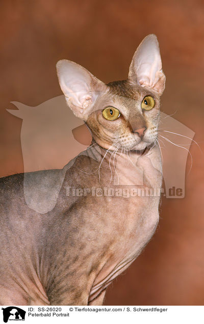 Peterbald Portrait / Peterbald Portrait / SS-26020