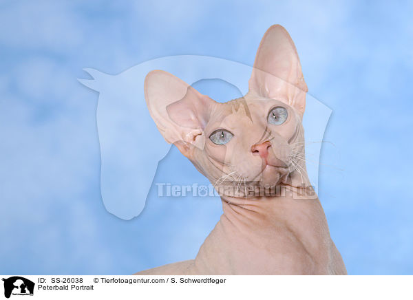 Peterbald Portrait / Peterbald Portrait / SS-26038