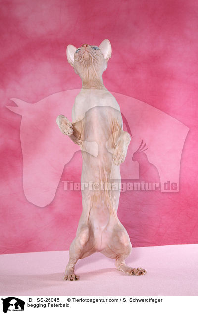 Peterbald macht Mnnchen / begging Peterbald / SS-26045