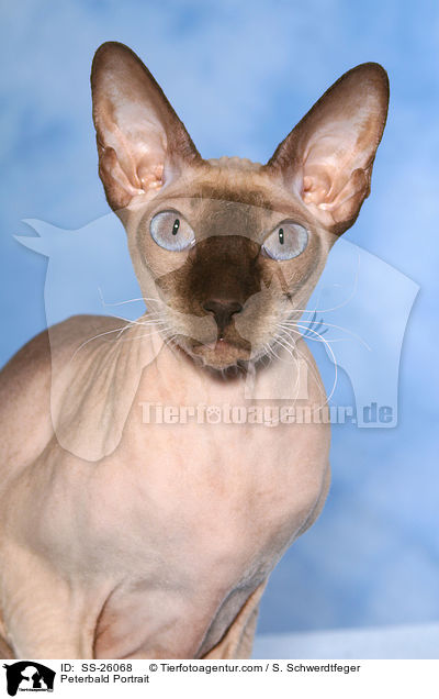 Peterbald Portrait / Peterbald Portrait / SS-26068