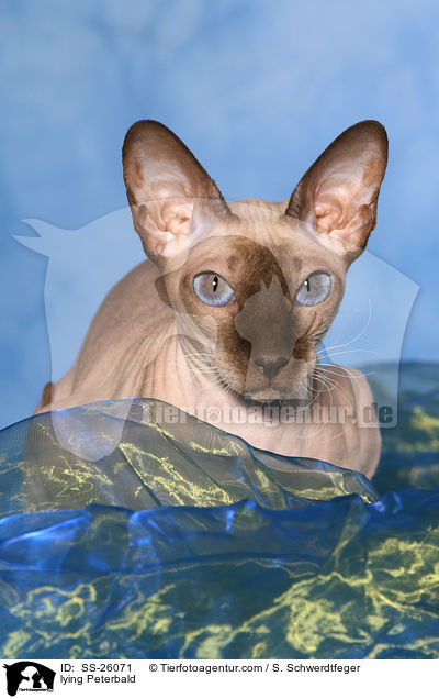 lying Peterbald / SS-26071
