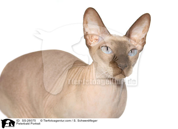 Peterbald Portrait / Peterbald Portrait / SS-26075