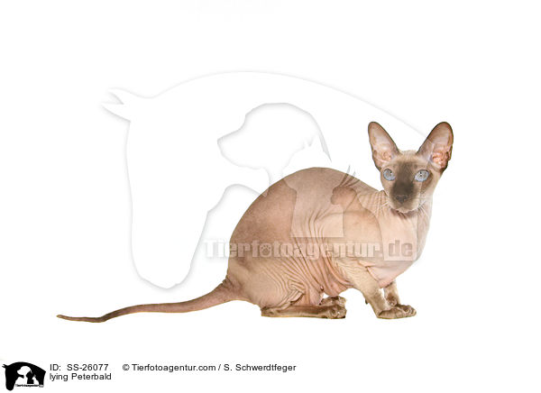 liegende Peterbald / lying Peterbald / SS-26077