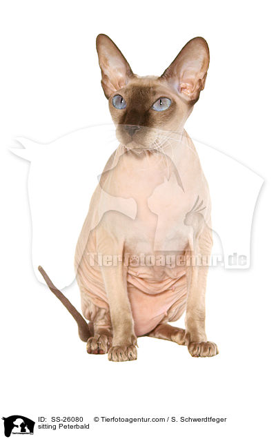 sitting Peterbald / SS-26080
