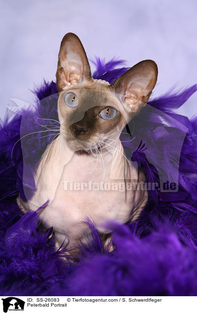 Peterbald Portrait / SS-26083
