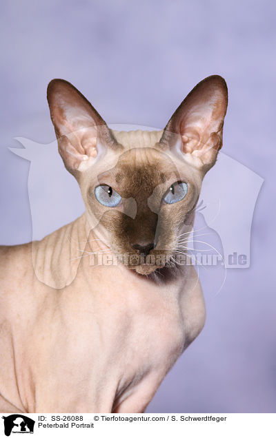 Peterbald Portrait / SS-26088