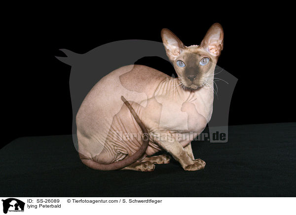 liegende Peterbald / lying Peterbald / SS-26089
