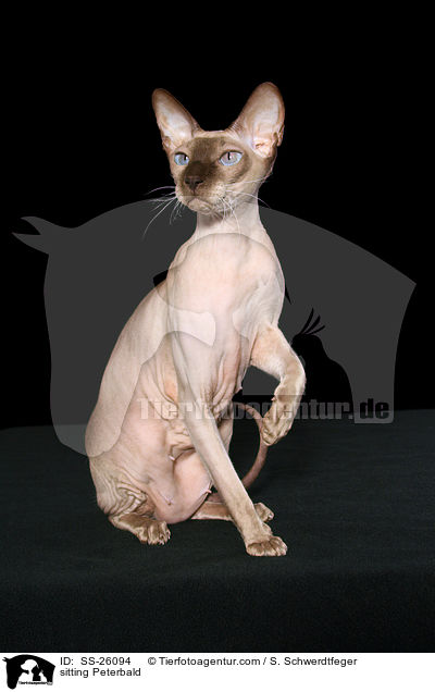 sitting Peterbald / SS-26094
