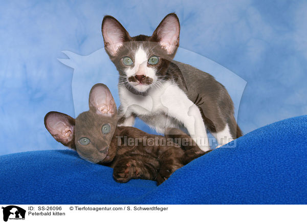 Peterbald kitten / SS-26096