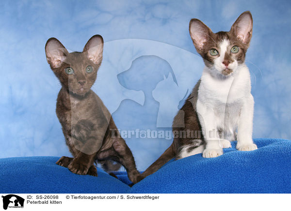 Peterbald kitten / SS-26098