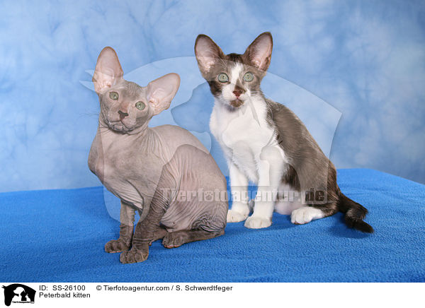 Peterbald kitten / SS-26100