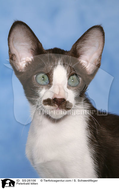 Peterbald kitten / SS-26106
