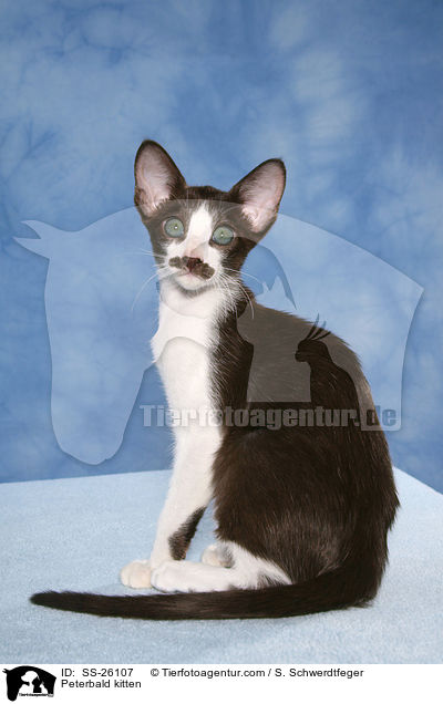 Peterbald kitten / SS-26107