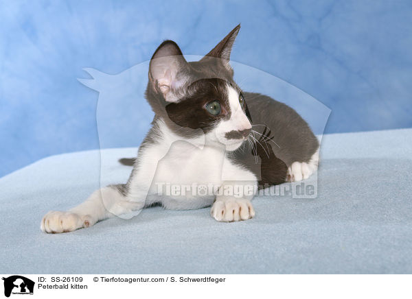 Peterbald kitten / SS-26109