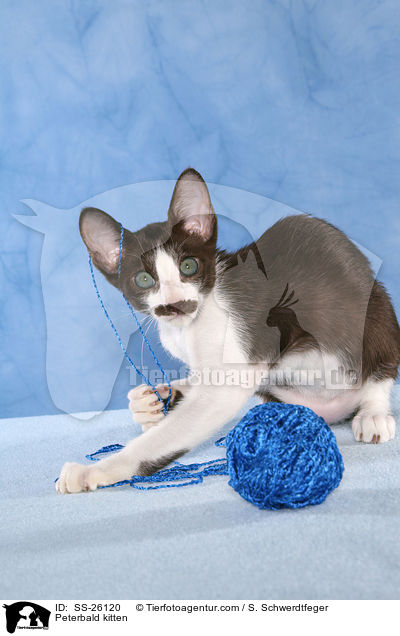 Peterbald Ktzchen / Peterbald kitten / SS-26120