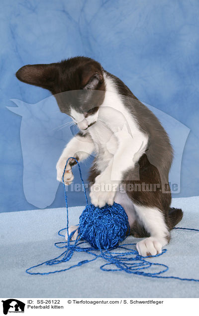 Peterbald Ktzchen / Peterbald kitten / SS-26122