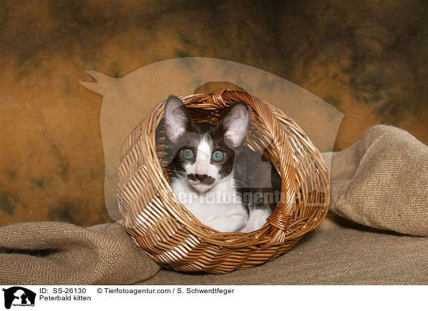 Peterbald Ktzchen / Peterbald kitten / SS-26130