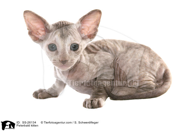 Peterbald Ktzchen / Peterbald kitten / SS-26134