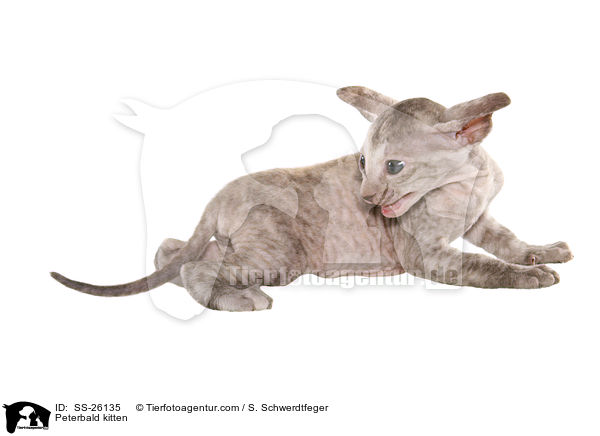 Peterbald Ktzchen / Peterbald kitten / SS-26135