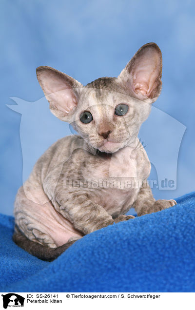 Peterbald Ktzchen / Peterbald kitten / SS-26141