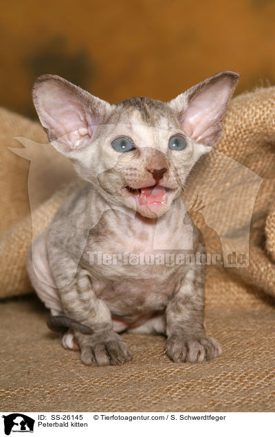 Peterbald Ktzchen / Peterbald kitten / SS-26145