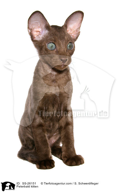 Peterbald Ktzchen / Peterbald kitten / SS-26151