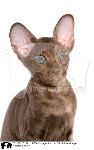 Peterbald Ktzchen / Peterbald kitten / SS-26154