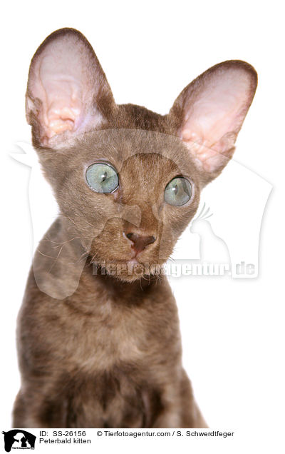 Peterbald Ktzchen / Peterbald kitten / SS-26156