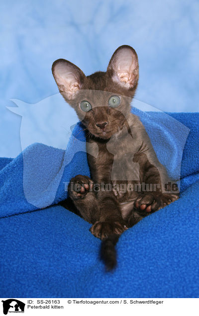 Peterbald kitten / SS-26163