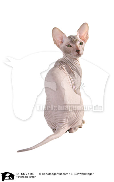 Peterbald Ktzchen / Peterbald kitten / SS-26183