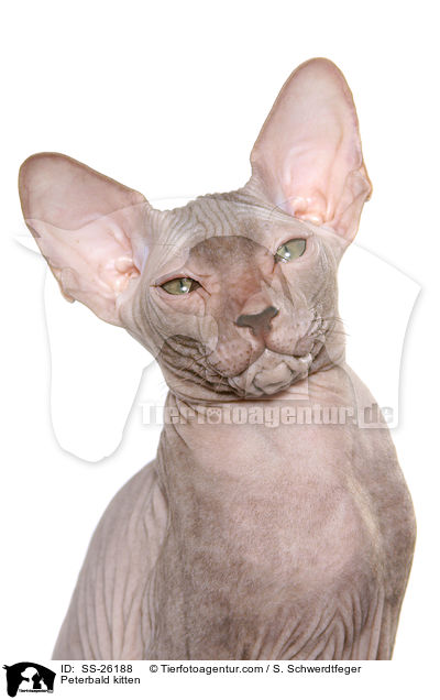 Peterbald Ktzchen / Peterbald kitten / SS-26188