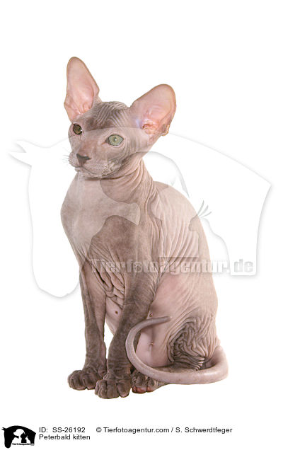 Peterbald Ktzchen / Peterbald kitten / SS-26192