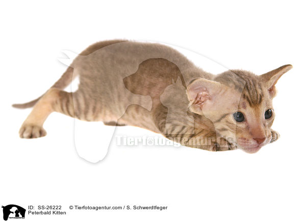 Peterbald Ktzchen / Peterbald Kitten / SS-26222