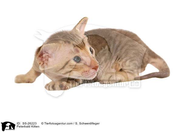 Peterbald Ktzchen / Peterbald Kitten / SS-26223