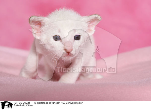 Peterbald Ktzchen / Peterbald Kitten / SS-26225