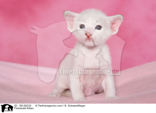 Peterbald Ktzchen / Peterbald Kitten / SS-26232