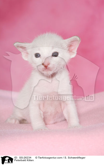 Peterbald Ktzchen / Peterbald Kitten / SS-26234