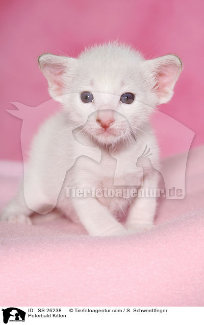Peterbald Ktzchen / Peterbald Kitten / SS-26238