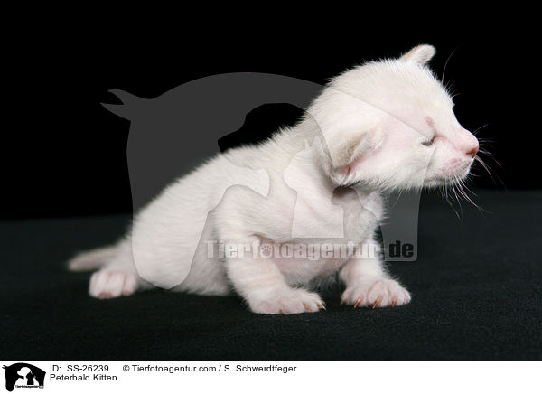 Peterbald Ktzchen / Peterbald Kitten / SS-26239