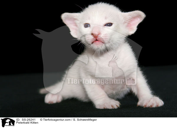 Peterbald Ktzchen / Peterbald Kitten / SS-26241