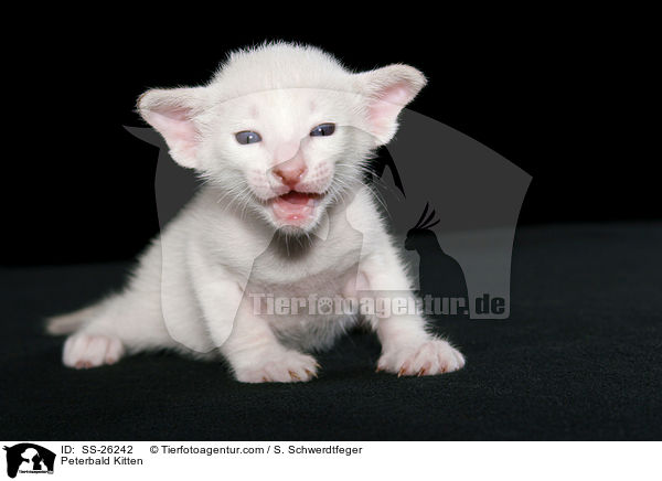 Peterbald Ktzchen / Peterbald Kitten / SS-26242