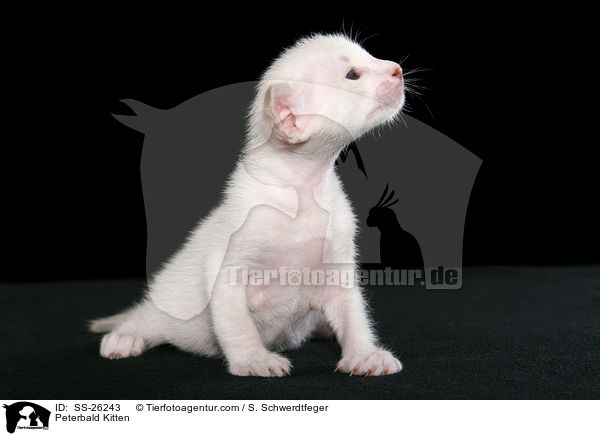 Peterbald Ktzchen / Peterbald Kitten / SS-26243