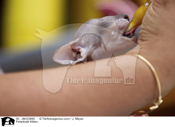 Peterbald Kitten / JM-03860